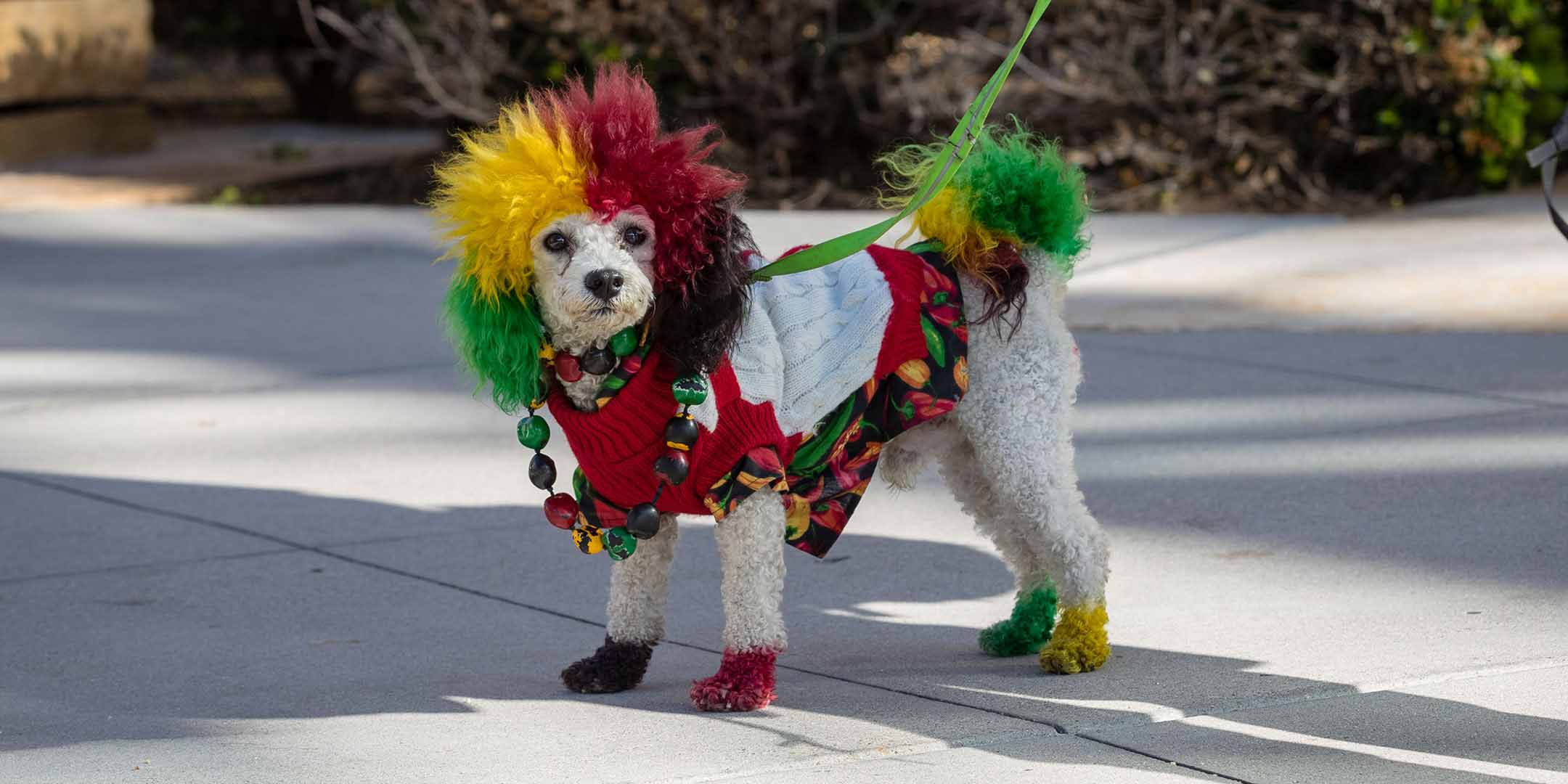 Dog in clown costume